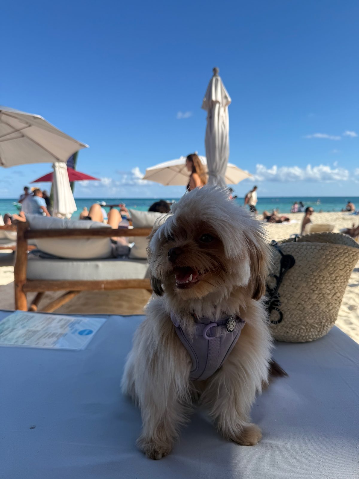 Bonbon, her dog, by the pool